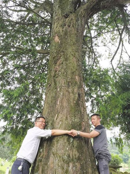 国家二级保护植物有哪些「国家二级保护植物有哪些 名单」